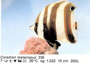 Coradion melanopus